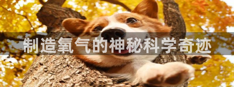 星欧娱乐的创始人背景：制造氧气的神秘科学奇迹